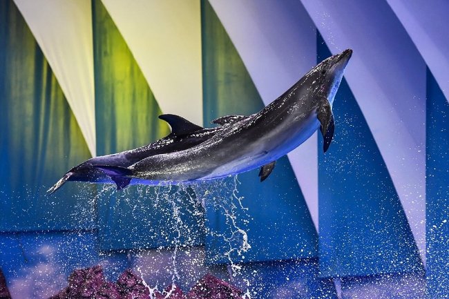Приморский океанариум дельфин дельфины 