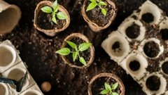 Агроном Денис Терентьев поделился советами по борьбе с белокрылкой на рассаде