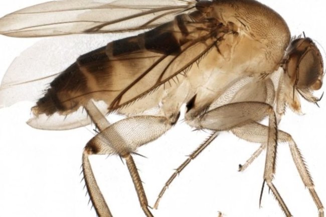 муха-горбатка