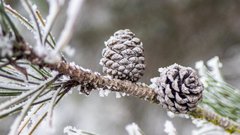 Синоптик Вильфанд сообщает о легких морозах в Москве к выходным