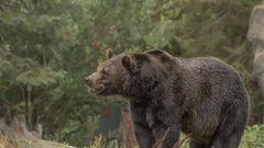 Отец с сыном спрятались от разъярённого медведя, поднявшись на крышу