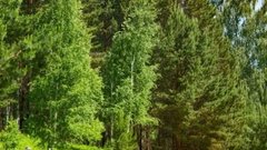 Запрет на посещение лесов в Тюменской области