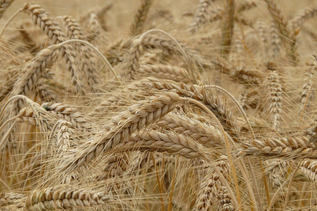 Новосибирские ученые вывели уникальный гибрид пшеницы и ржи
