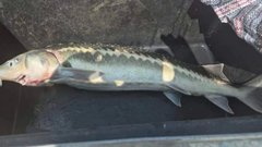 В Сочи жителю предъявлено обвинение в незаконной ловле осетра