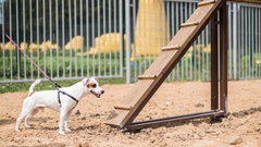 Проблема с выгулом домашних животных