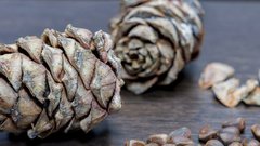 Россияне начали собирать шишки