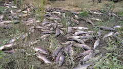 В устье реки на Сахалине обнаружены тонны мертвого лосося