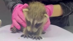 В Анапе помогают детенышу енота, который упал с ветки дерева