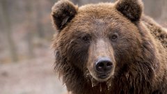 Медведица, прибывшая во Владивосток, была возвращена в лес