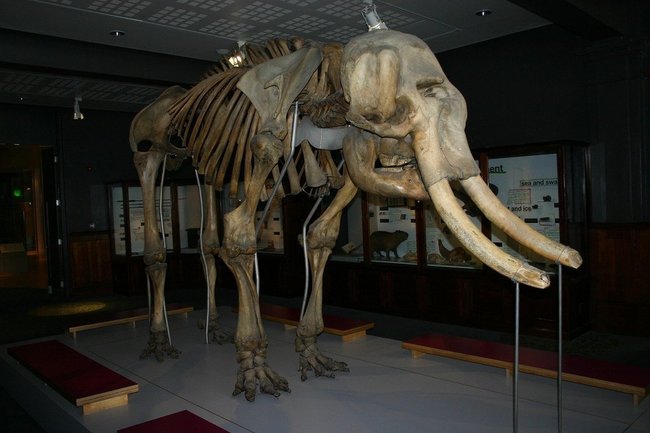В главном музее Ямала установят тактильную копию мамонтенка Любы