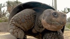 В США скончалась галапагосская черепаха, пережившая две мировые войны