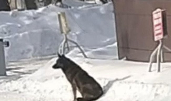 Основатель «Додо Пиццы» высказался о конфликте с курьером и бездомной собакой