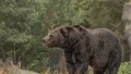 Отец с сыном спрятались от разъярённого медведя, поднявшись на крышу