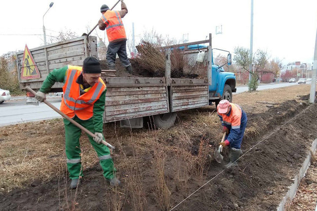 Перед массовой вырубкой в Омске отчитались о высадке 30 тысяч деревьев