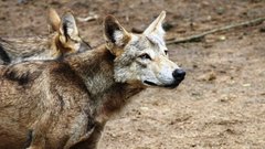 Жители Иркутской области жалуются на волков, которые нападают на скот