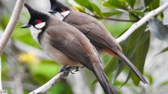 Китайский бюльбюль впервые замечен в Морском заповеднике Приморья