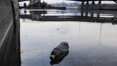 В Санкт-Петербурге начато расследование массовой гибели рыбы