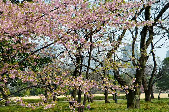 Фестиваль цветения сливы в Токио