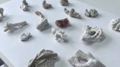 В Барнауле у туриста были обнаружены запрещенные кораллы