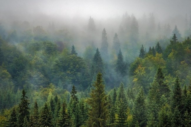 Леса в России восстанавливаются рекордными темпами