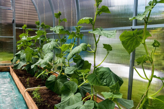 овощи / огурцы