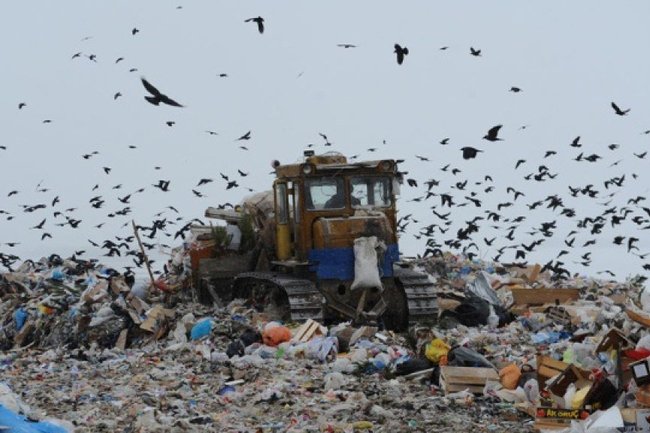 Жителям Подмосковья устроили мусорный «Диснейленд»
