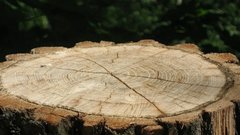 Владельца дома оштрафовали за сруб 28 деревьев