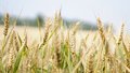 зерно пшеница урожай 