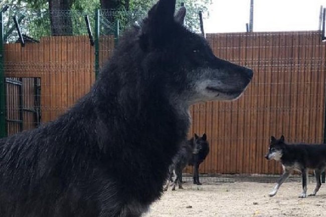 Шесть волков переехали в зоопарк Балахны «Маленькая страна»