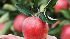 Садоводы Кубани призвали не открывать импорт яблок из-за угрозы демпинга