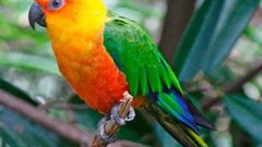 Американец пытался провести редких попугаев в трусах