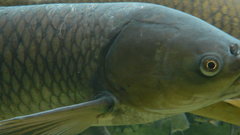 В тюменское озеро Тихое выпустили 200 килограммов живой рыбы ценных пород
