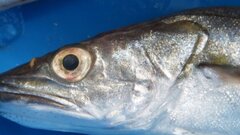 Дальневосточная рыбопромышленная компания планирует увеличить вылов более чем в 12 раз