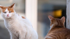 Россиянка столкнулась с проблемами после контакта с котом в Таиланде