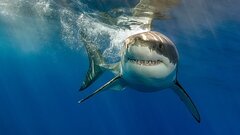 Акула схватила мужчину и утащила под воду прямо перед глазами отдыхающих на австралийском пляже
