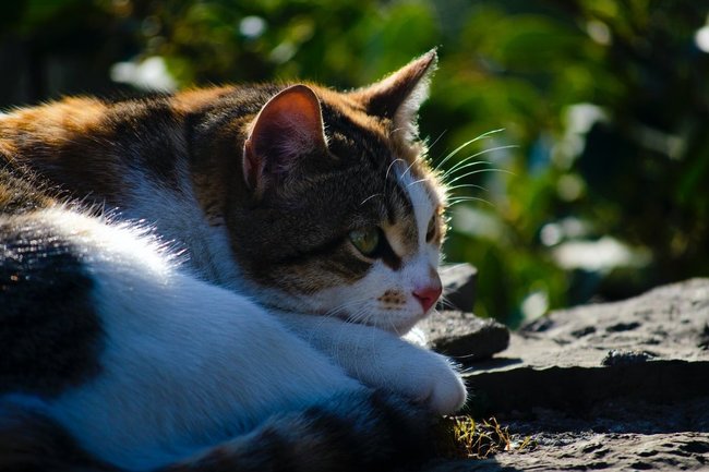 кошка