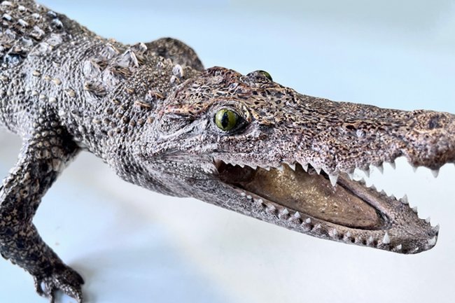 Фото: Сибирское таможенное управление