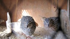 Житель Нижневартовска устроил вквартире птицеферму на50перепелок