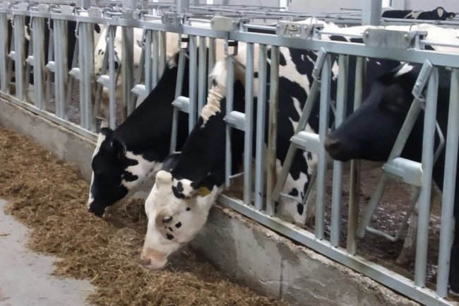 Алексей Коваленок / РБК Новосибирск