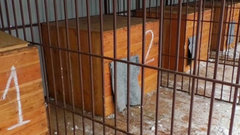 В нижегородском приюте для бездомных животных завершается ремонт после пожара