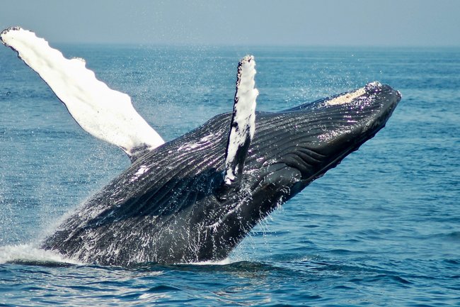 гренландский кит