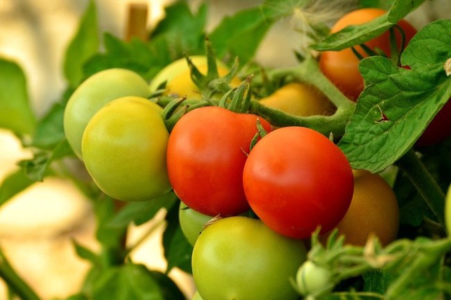 В Курской области мужчина из ревности уничтожил 325 кустов томатов