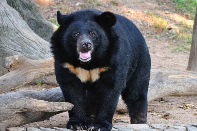 гималайский медведь