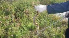 Два жителя Подмосковья госпитализированы из-за укусов змей
