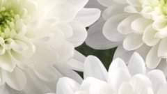 Хризантемы распустились в Приморье после снегопада и холода