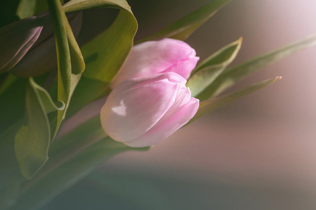 К 8 Марта на Ямале вырастили махровые тюльпаны