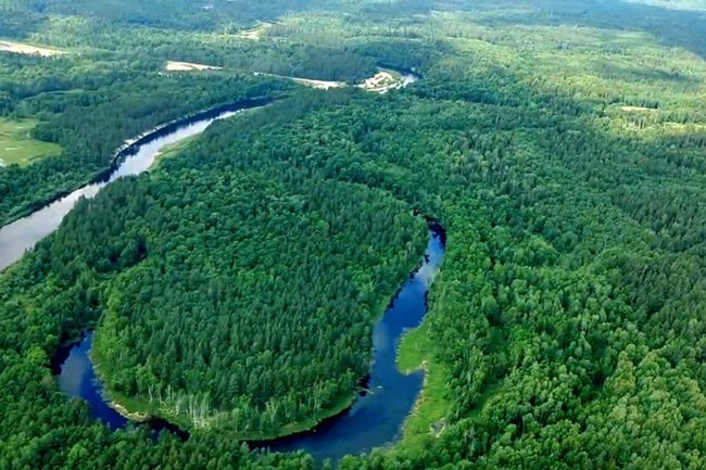 Нижегородская область / лесной фонд