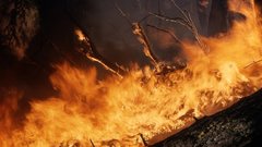 В Новосибирской области запретили ходить в лес: особый противопожарный режим введен до 25 мая