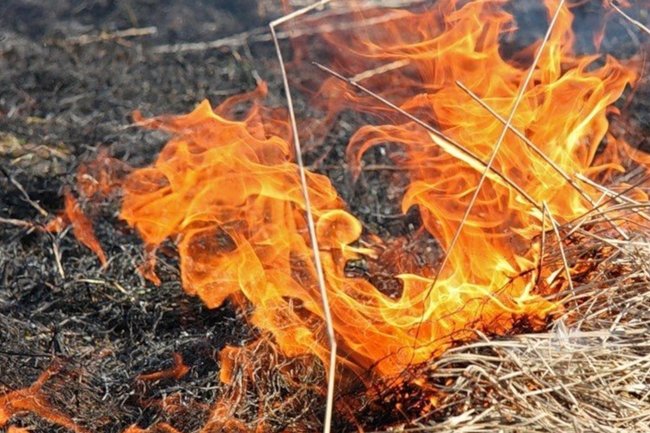 трава/ пожар