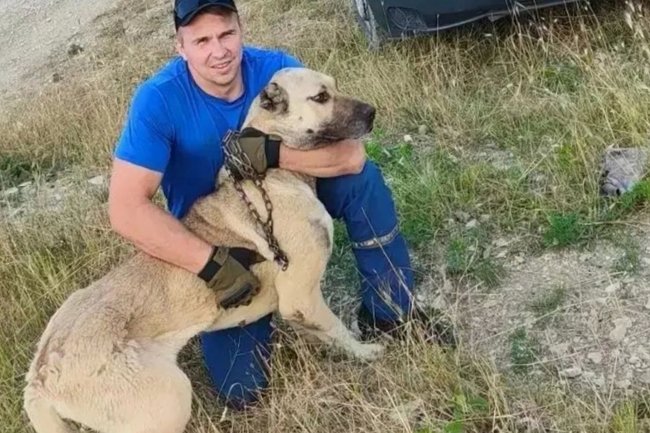 В Новороссийске собака, сбежавшая из дома, запуталась в цепи вокруг дерева и была спасена